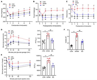 Sleeve Gastrectomy-Induced AMPK Activation Attenuates Diabetic Cardiomyopathy by Maintaining Mitochondrial Homeostasis via NR4A1 Suppression in Rats